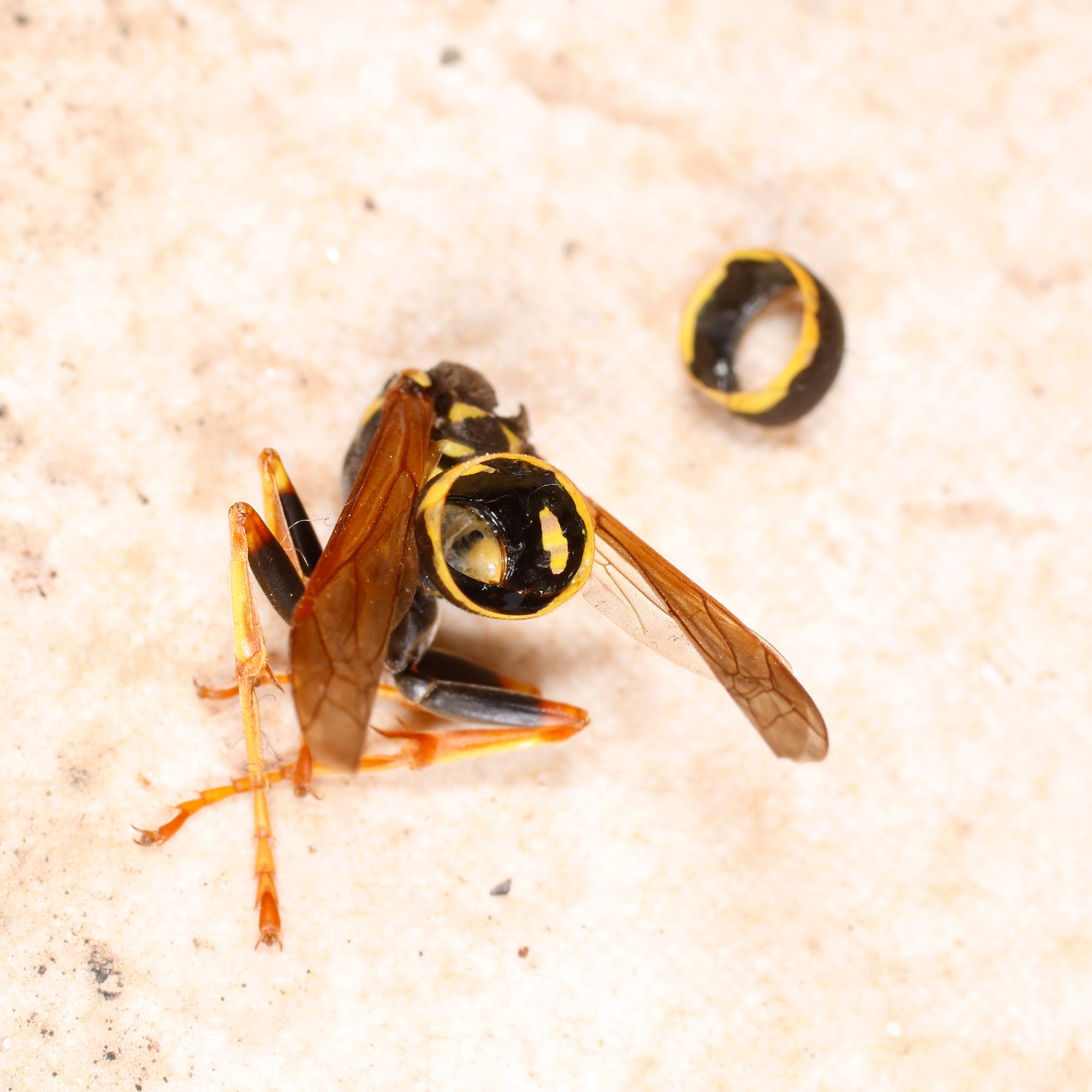 Vespidae Polistes fatte a pezzi